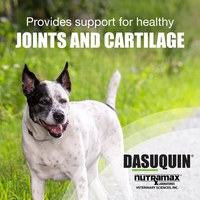 Nutramax Dasuquin Joint Health Supplement for Large Dogs - Jeffers - Animal Health & Wellness > Joint Health