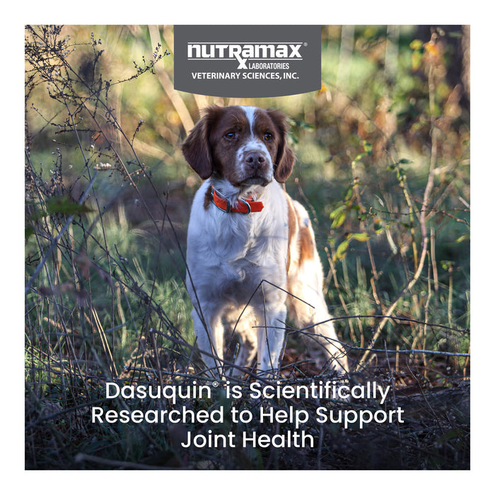 Nutramax Dasuquin for Dogs, Joint Health Supplement, Glucosamine, Chondroitin, ASU, MSM and More, Supports Healthy Joints, Soft Chews