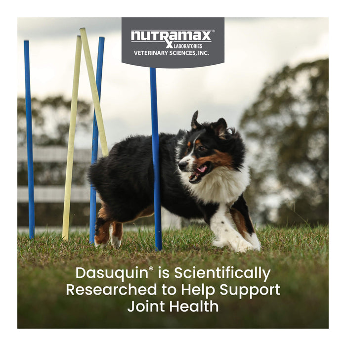 Nutramax Dasuquin for Dogs, Joint Health Supplement, Glucosamine, Chondroitin, ASU, MSM and More, Supports Healthy Joints, Soft Chews