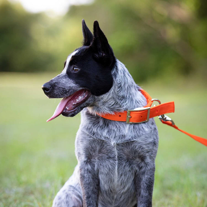 1'W Jeffers Nylon Dog Collar, 18'L - Jeffers - Dog Supplies > Dog Apparel > Dog Collars, Harnesses, & Leashes