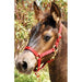 3/4' Adjustable Nylon Miniature Halter - Jeffers - Horse Supplies > Horse Tack > Horse Halters