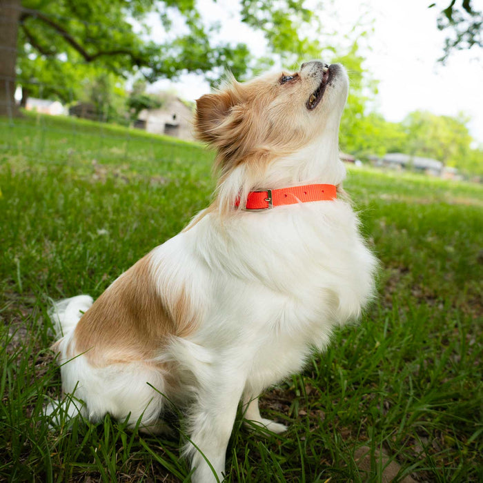 5/8'W Jeffers Nylon Dog Collar, 12'L - Jeffers - Dog Supplies > Dog Apparel > Dog Collars, Harnesses, & Leashes