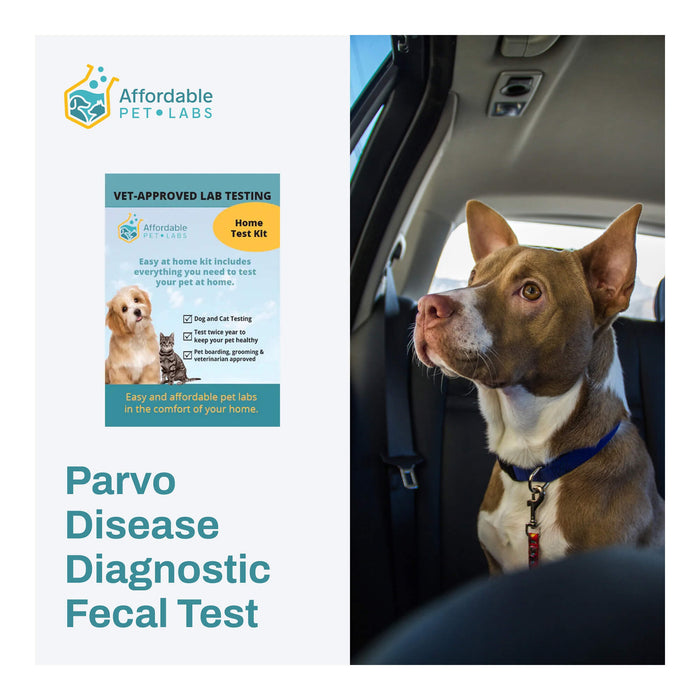 Affordable Pet Labs Parvo Disease Diagnostic Fecal Test For Dogs Easy Home Kit  