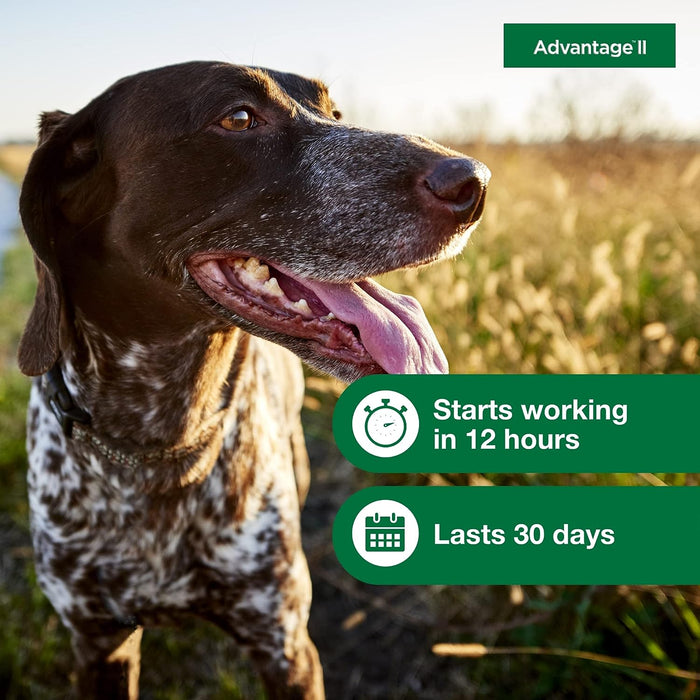 Advantage II for Dogs - Jeffers - Animal Health & Wellness > Flea & Tick Control