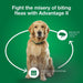 Advantage II for Dogs - Jeffers - Animal Health & Wellness > Flea & Tick Control