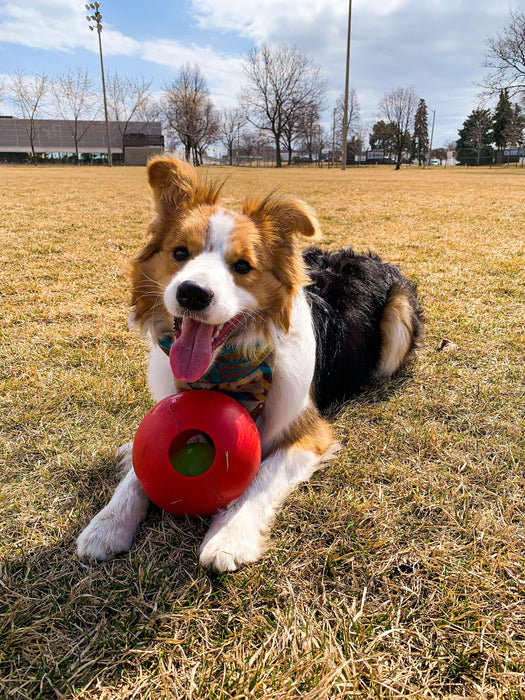 Ball-in-a-Ball Teaser Ball Dog Toy, 4.5"