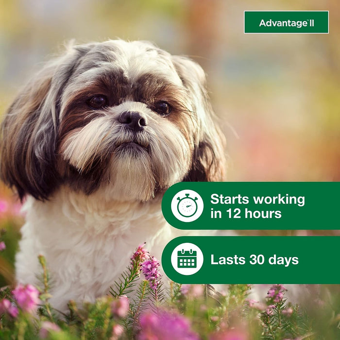 Advantage II for Dogs - Jeffers - Animal Health & Wellness > Flea & Tick Control