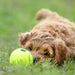 Air KONG Squeaker Tennis Balls, Each - Jeffers - Dog Supplies > Dog Toys