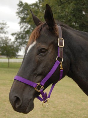 Breakaway Horse Halter, Horse Size - Jeffers - Horse Supplies > Horse Tack > Horse Halters