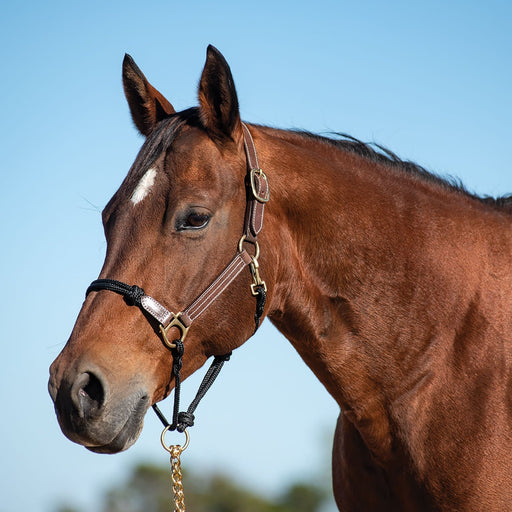 Cashel Leather & Rope Combo Halter, Horse - Jeffers - Horse Supplies > Horse Tack > Horse Halters