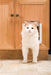 Cat Flap Pet Door - Jeffers - Cat Supplies > Cat Furniture