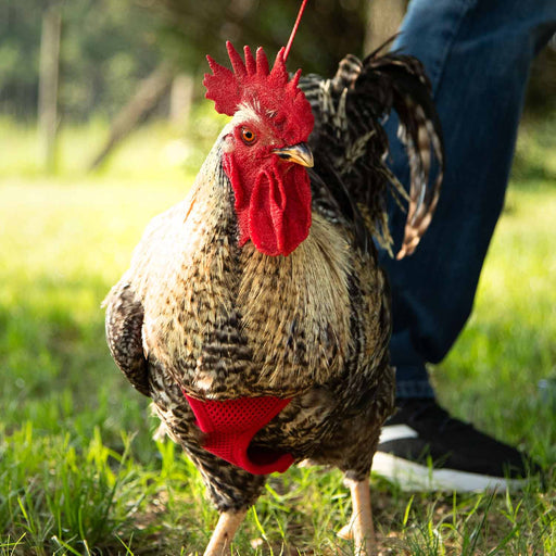 Chicken Harness, Medium/Rooster - Jeffers - Poultry Supplies > Poultry Supplies