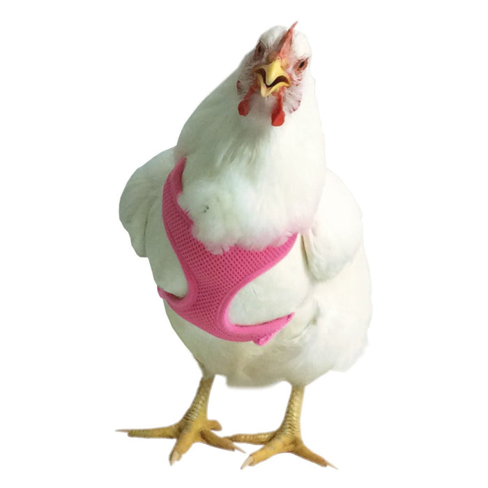 Chicken Harness, Small/Hen - Jeffers - Poultry Supplies > Poultry Supplies