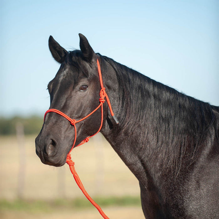 Classic Equine Econo Rope Halter with 8' Leadrope - Jeffers - Horse Supplies > Horse Tack > Horse Halters