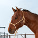 Classic Lariat Rope Nose Halter w/Lead - Jeffers - Horse Supplies > Horse Tack > Horse Halters