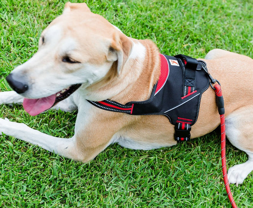 Doggy Tales Patented Hart Harness, Red - Jeffers - Dog Supplies > Dog Apparel > Dog Collars, Harnesses, & Leashes