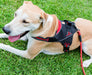 Doggy Tales Patented Hart Harness, Red - Jeffers - Dog Supplies > Dog Apparel > Dog Collars, Harnesses, & Leashes