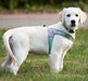 Doggy Tales Realtree Step In V Harness, Sea Glass - Jeffers - Dog Supplies > Dog Apparel > Dog Collars, Harnesses, & Leashes