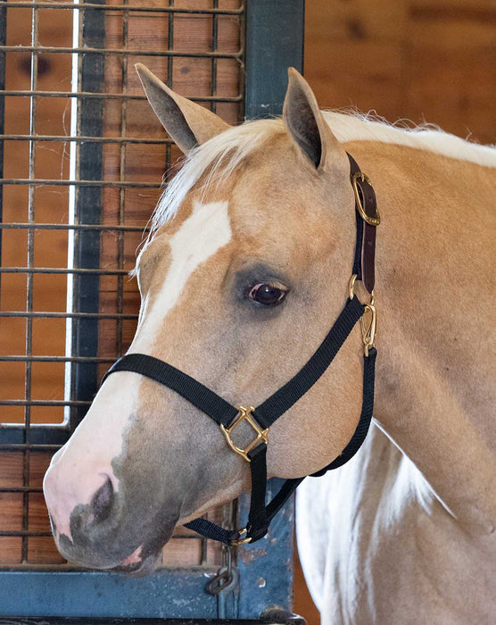 Economy Nylon Safety Horse Halter - Black Horse 