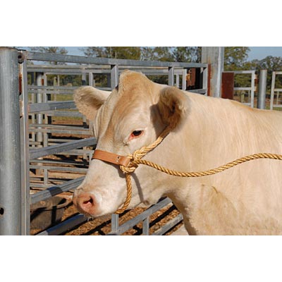 Economy Rope Halter w/Leather Nose Band - Jeffers - Cattle Supplies > Cattle Supplies