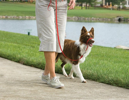 Gentle Leader Headcollar, Medium (25 - 60 lb) - Jeffers - Dog Supplies > Dog Apparel > Dog Collars, Harnesses, & Leashes