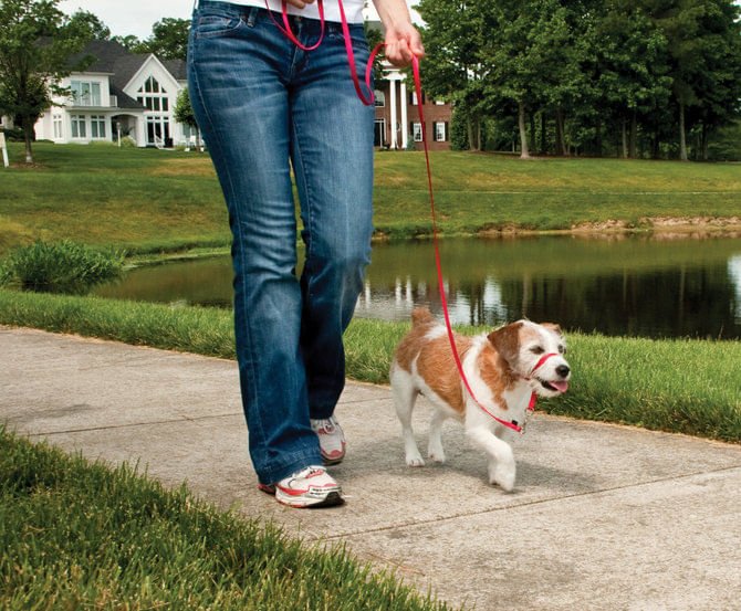 Gentle Leader Headcollar, small (up to 25 lb) - Jeffers - Dog Supplies > Dog Apparel > Dog Collars, Harnesses, & Leashes