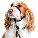 Halti OptiFit Headcollar - Jeffers - Dog Supplies > Dog Apparel > Dog Collars, Harnesses, & Leashes