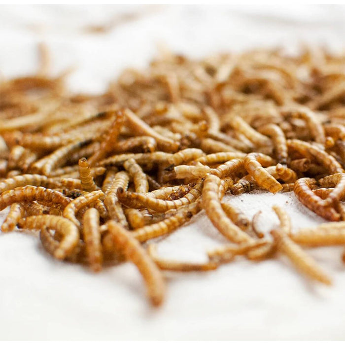 Happy Hen Treats MealWorm Frenzy for Chickens - Jeffers - Poultry Supplies > Poultry Supplies