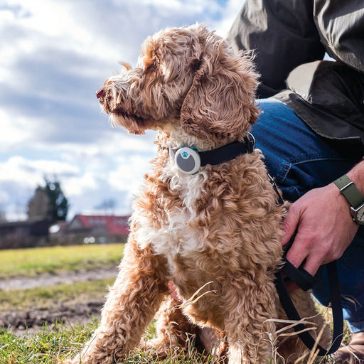 HomeAgain Animo Activity Monitor - Jeffers - Dog Supplies > Dog Apparel > Dog Collars, Harnesses, & Leashes