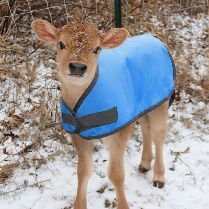 Jeffers Water-Resistant Insulated Calf Blanket, 200g Fill