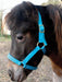 Jeffers Adult Miniature Nylon Horse Halter (under 300 lb) - Jeffers - Horse Supplies > Horse Tack > Horse Halters