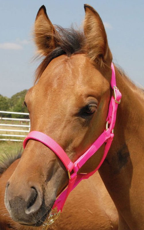 Jeffers Pony Halter, under 300 lb - Jeffers - Horse Supplies > Horse Tack > Horse Halters