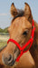 Jeffers Pony Halter, under 300 lb - Jeffers - Horse Supplies > Horse Tack > Horse Halters