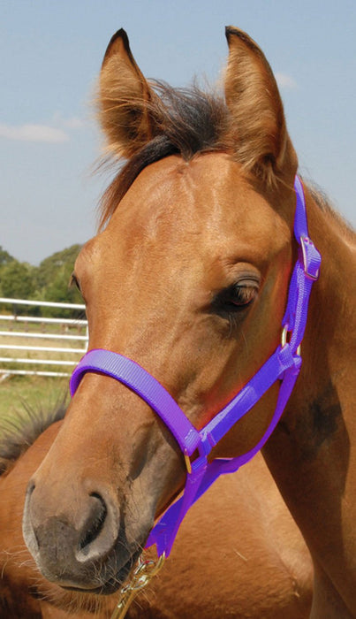 Jeffers Pony Halter, under 300 lb - Jeffers - Horse Supplies > Horse Tack > Horse Halters