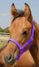 Jeffers Pony Halter, under 300 lb - Jeffers - Horse Supplies > Horse Tack > Horse Halters