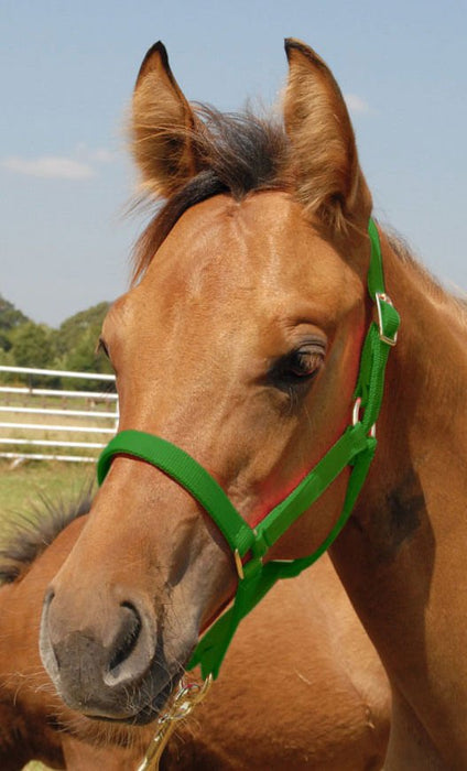 Jeffers Pony Halter, under 300 lb - Jeffers - Horse Supplies > Horse Tack > Horse Halters