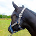 Jeffers Poplar Head Halter & Lead, Full - Jeffers - Horse Supplies > Horse Tack > Horse Halters