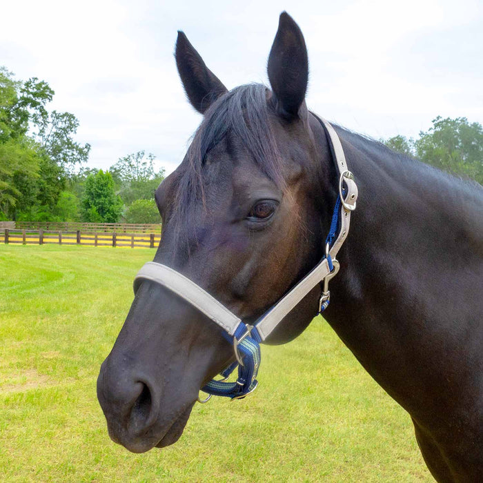 Jeffers Poplar Head Halter & Lead, Full - Jeffers - Horse Supplies > Horse Tack > Horse Halters