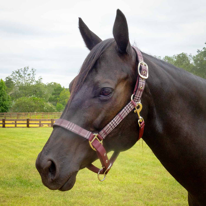 Jeffers Poplar Head Halter & Lead, Full - Jeffers - Horse Supplies > Horse Tack > Horse Halters