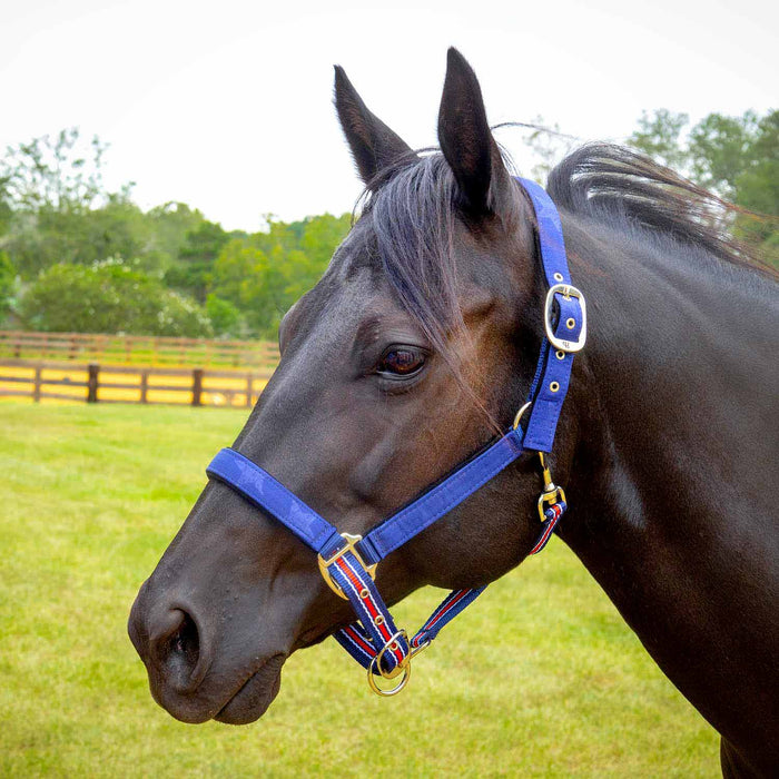 Jeffers Poplar Head Halter & Lead, Full - Jeffers - Horse Supplies > Horse Tack > Horse Halters