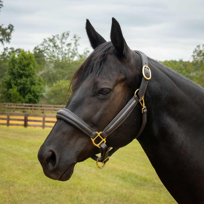 Jeffers Softie Padded Leather Halter - Jeffers - Horse Supplies > Horse Tack > Horse Halters