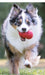 KONG Classic Dog Toy - Jeffers - Dog Supplies > Dog Toys