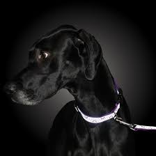 Lazer Brite 1' Dog Collar, 18' - 26' - Jeffers - Dog Supplies > Dog Apparel > Dog Collars, Harnesses, & Leashes