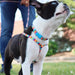 Li'l Pals Adjustable Patterned Dog Collar - Jeffers - Dog Supplies > Dog Apparel > Dog Collars, Harnesses, & Leashes