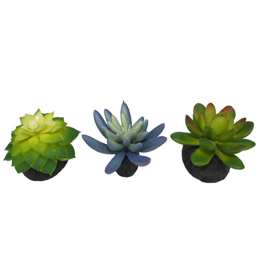 Komodo Succulant Color Blue/Green