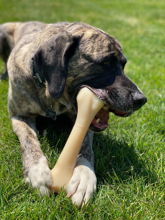 Nylabone DuraChew Monster Bone - Jeffers - Dog Supplies > Dog Toys