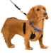 Original Sporn Training Halter, Blue - Jeffers - Dog Supplies > Dog Apparel > Dog Collars, Harnesses, & Leashes