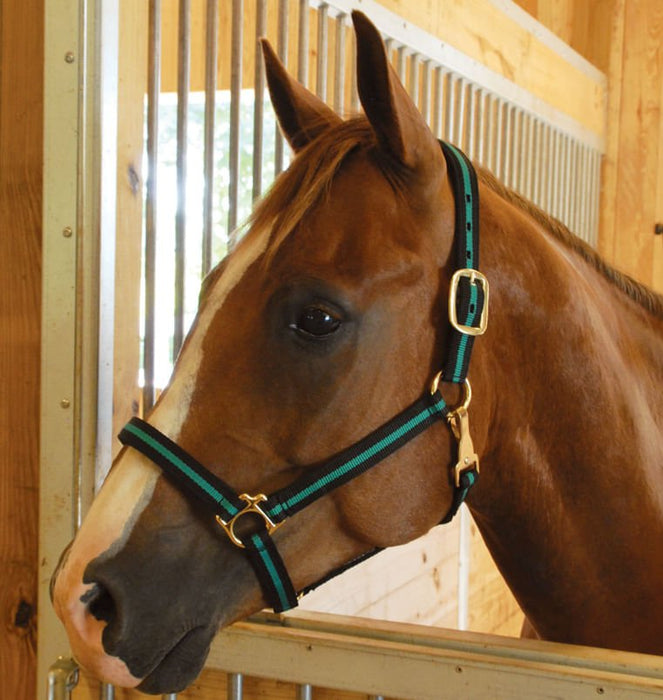 Padded Horse Halter with Snap by Jeffers - Jeffers - Horse Supplies > Horse Tack > Horse Halters