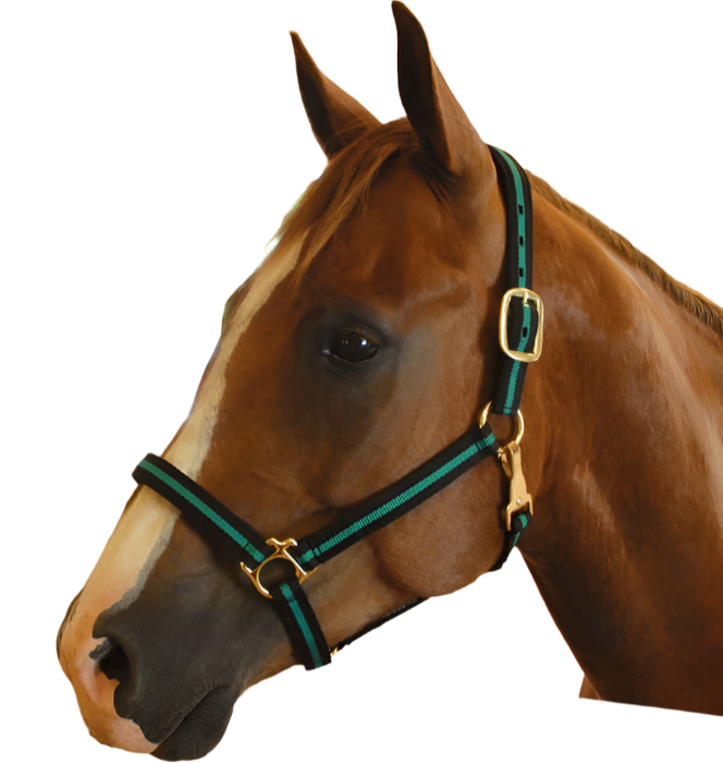 Jeffers Padded Nylon Horse Halter with Throat Snap