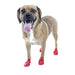 PawZ Dog Boots (12 - pack) - Jeffers - Dog Supplies > Dog Apparel